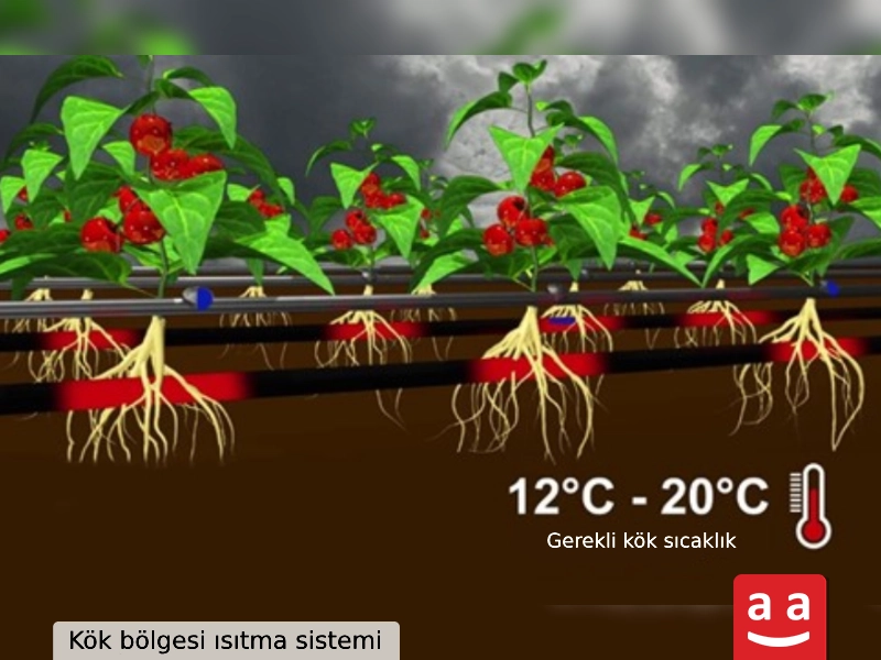 Bitki kök bölgesi ısıtması | raadman 